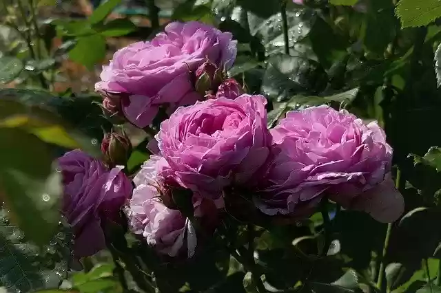 Free download roses raindrop red pink garden free picture to be edited with GIMP free online image editor