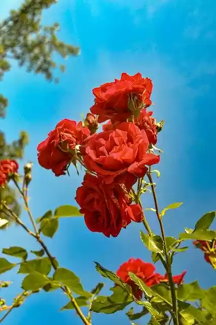 Free download Roses Red Garden -  free photo or picture to be edited with GIMP online image editor