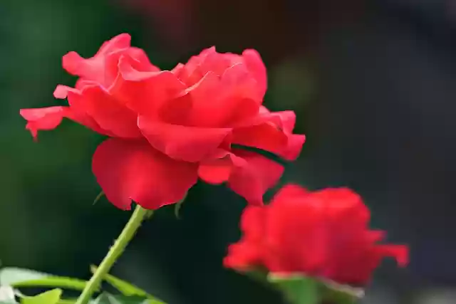 Free download roses red roses red flowers flora free picture to be edited with GIMP free online image editor