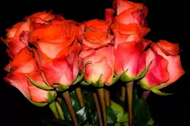 Free download Roses Rose Flowers Red -  free photo or picture to be edited with GIMP online image editor