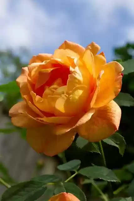 Free download Rose Summer Garden -  free photo or picture to be edited with GIMP online image editor