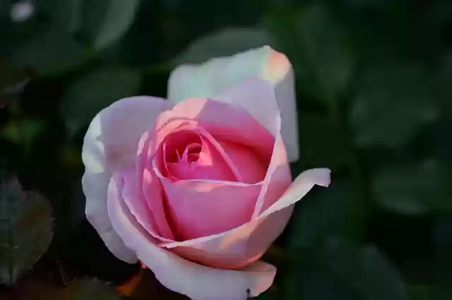 Muat turun percuma gambar percuma sayur mawar matahari terbenam musim panas untuk diedit dengan editor imej dalam talian percuma GIMP