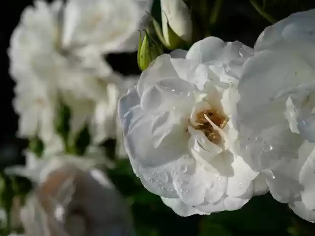 Free download Roses White Flowers -  free photo or picture to be edited with GIMP online image editor