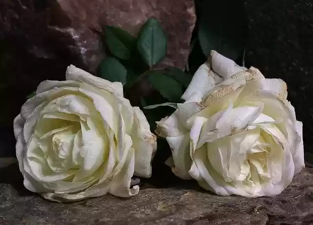 Free download Roses Wilted White Petals -  free photo or picture to be edited with GIMP online image editor