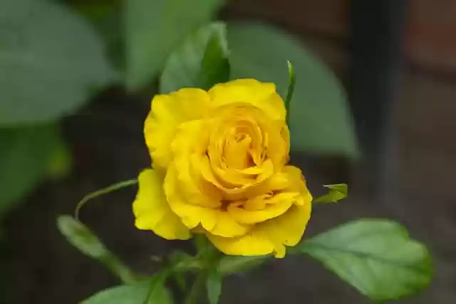 Free download Rose Tea Flower -  free free photo or picture to be edited with GIMP online image editor