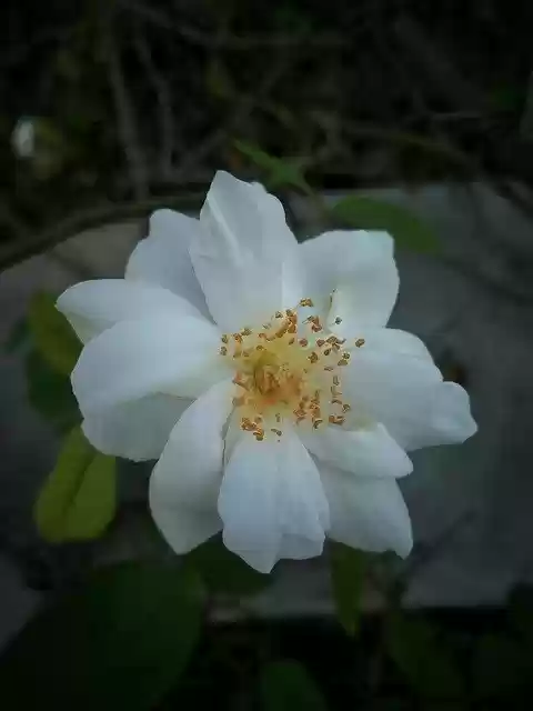 Free download Rose White Beauty -  free free photo or picture to be edited with GIMP online image editor