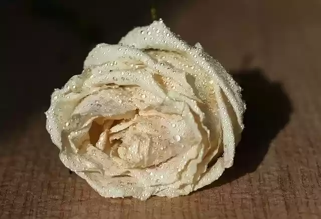 Free download Rose White Drops -  free photo or picture to be edited with GIMP online image editor