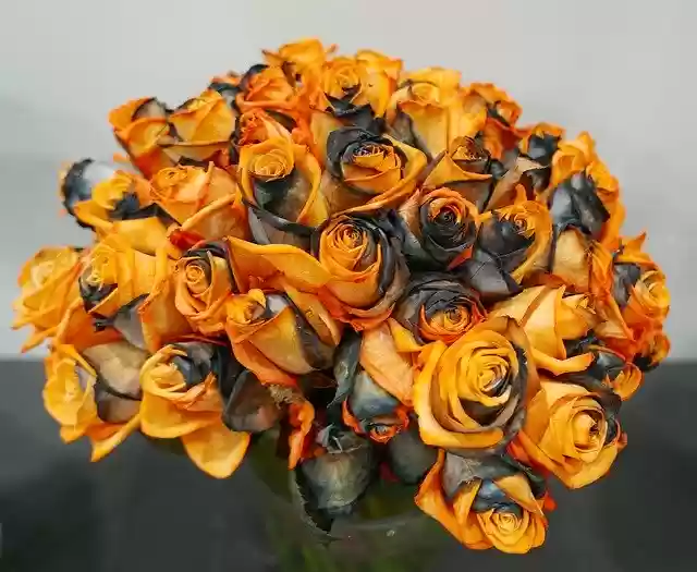 Free download Rose Yellow Black -  free photo or picture to be edited with GIMP online image editor