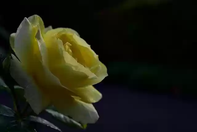 Free download Rose Yellow Blossom -  free photo or picture to be edited with GIMP online image editor