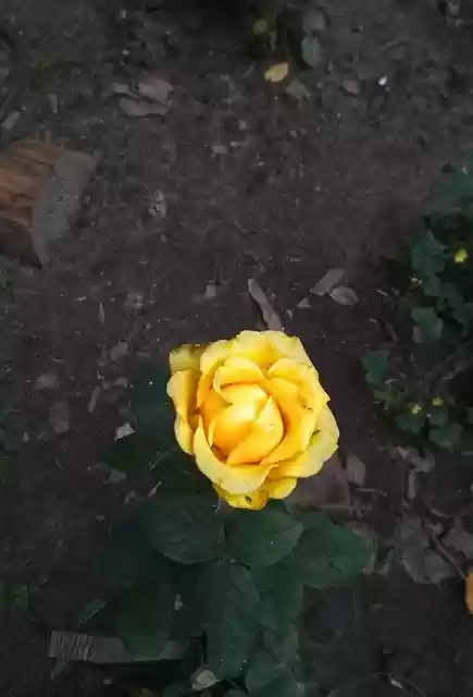 Free download Rose Yellow Flower -  free photo or picture to be edited with GIMP online image editor