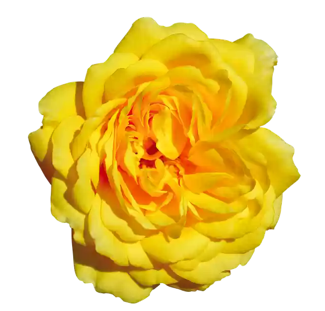 Download gratuito Rose Yellow Free - foto o immagine gratuita da modificare con l'editor di immagini online di GIMP