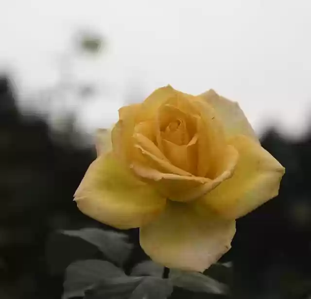 Free download rose yellow rose yellow flower free picture to be edited with GIMP free online image editor