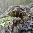 Rotten wood and fungus  screen for extension Chrome web store in OffiDocs Chromium
