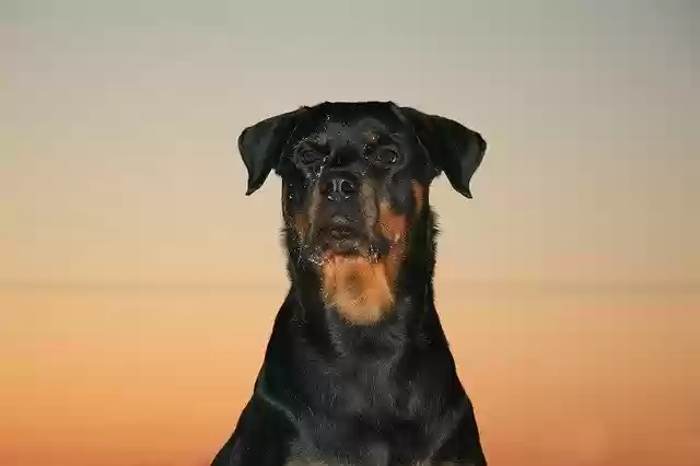 ดาวน์โหลดเทมเพลตรูปภาพ Rottweiler Dog Sunset ฟรีเพื่อแก้ไขด้วยโปรแกรมแก้ไขรูปภาพออนไลน์ GIMP