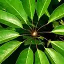 Round foliage  screen for extension Chrome web store in OffiDocs Chromium