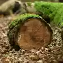 Round logs and green moss  screen for extension Chrome web store in OffiDocs Chromium