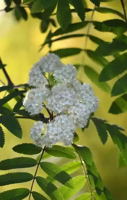 Free download rowanberry rowan blossoms white free picture to be edited with GIMP free online image editor