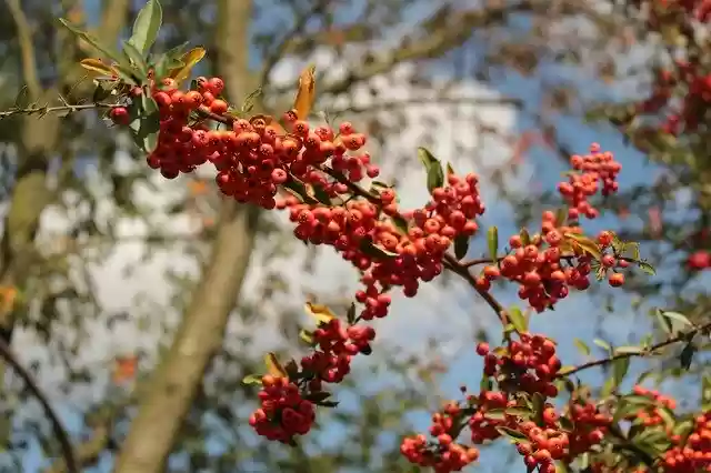 Free download Rowan Red Plant -  free photo or picture to be edited with GIMP online image editor