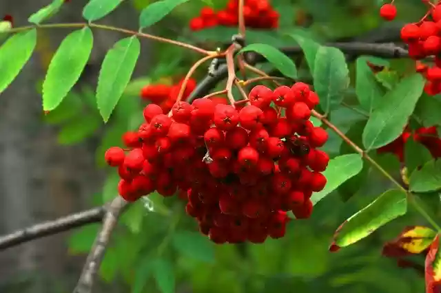 Free download Rowan Vitamins Berry -  free photo or picture to be edited with GIMP online image editor
