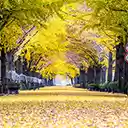 row of yellow ginkgo trees in Asan  screen for extension Chrome web store in OffiDocs Chromium