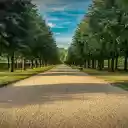 Rows of green trees  screen for extension Chrome web store in OffiDocs Chromium