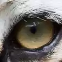 Royal Bengal Tiger 1280x800  screen for extension Chrome web store in OffiDocs Chromium