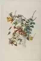 Free download Ruby Throated Humming Bird free photo or picture to be edited with GIMP online image editor