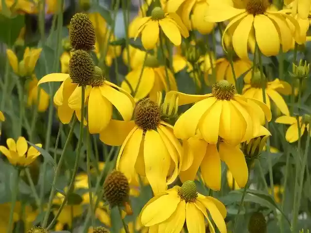 Free download Rudbeckia Asteraceae Fauna -  free photo or picture to be edited with GIMP online image editor