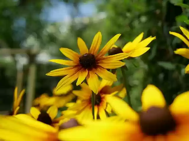 Free download Rudbekia Perennial Orange -  free photo or picture to be edited with GIMP online image editor