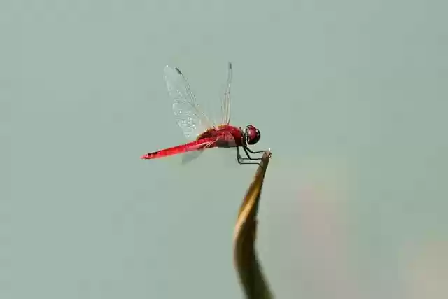 Free download ruddy darter dragonfly dragonfly free picture to be edited with GIMP free online image editor