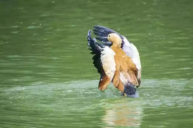 Free download ruddy shelduck bird duck free picture to be edited with GIMP free online image editor