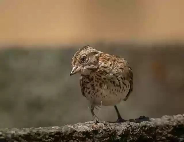 Free download rufous collared sparrow free picture to be edited with GIMP free online image editor