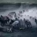 Running Herd of Horses and Two Dogs  screen for extension Chrome web store in OffiDocs Chromium