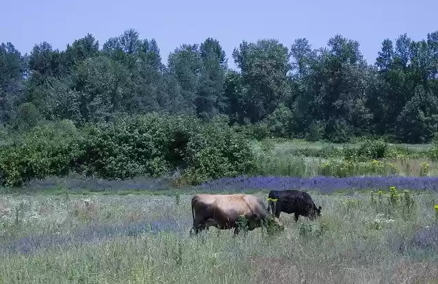 Free download Rural Field Cows -  free photo or picture to be edited with GIMP online image editor