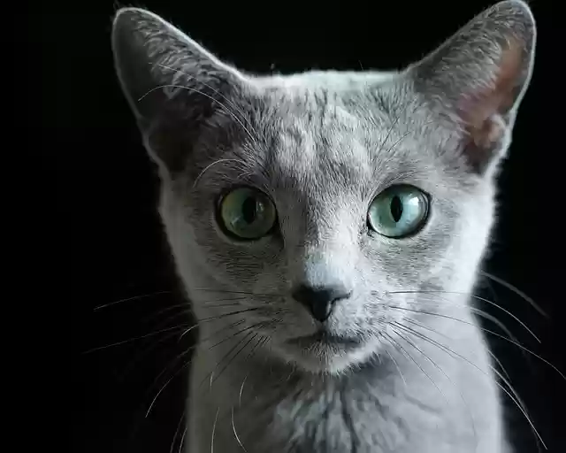 Free download russian blue cat pet animal free picture to be edited with GIMP free online image editor