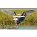 Rusty Heron  screen for extension Chrome web store in OffiDocs Chromium