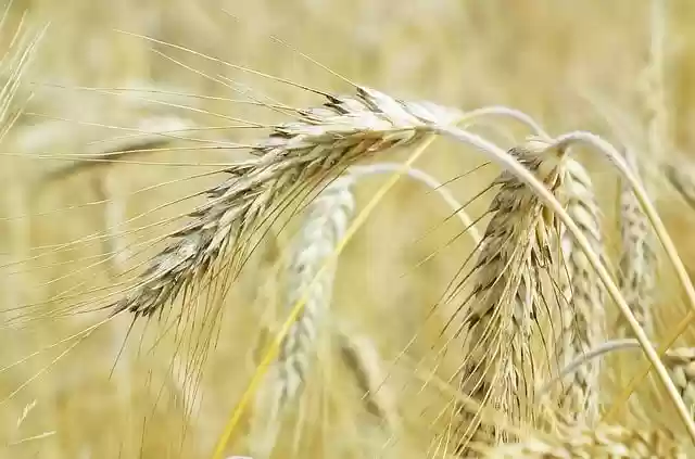 Free download rye cereal grain ears of corn free picture to be edited with GIMP free online image editor