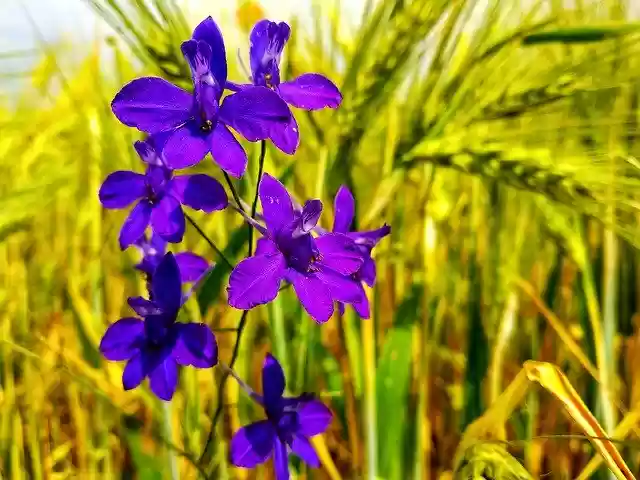 Free download Rye Flower Purple -  free photo or picture to be edited with GIMP online image editor
