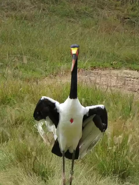 বিনামূল্যে ডাউনলোড করুন Saddle Billed Stork - বিনামূল্যে বিনামূল্যে ছবি বা ছবি GIMP অনলাইন ইমেজ এডিটর দিয়ে সম্পাদনা করা হবে