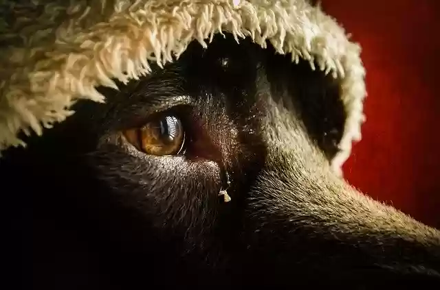 Free download Sadness Nostalgia Thinking -  free photo or picture to be edited with GIMP online image editor