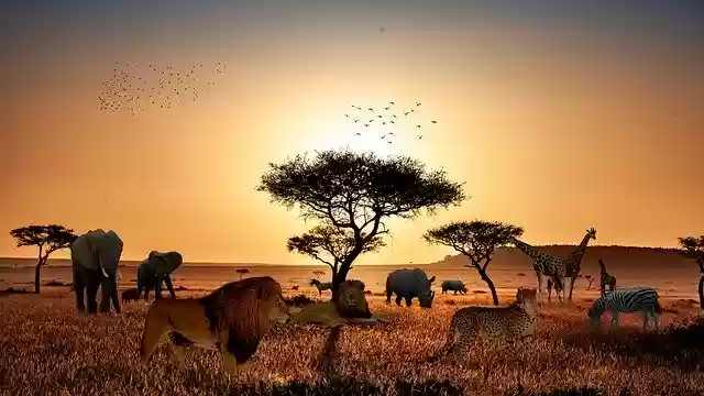 Скачать бесплатно Safari Animals Lion - бесплатно фото или картинку для редактирования с помощью онлайн-редактора изображений GIMP