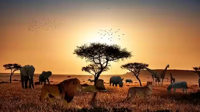 Free download Safari Animals Lion -  free free photo or picture to be edited with GIMP online image editor