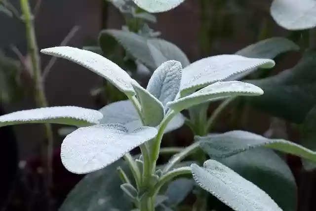 Free download Sage Herbs Plant -  free photo or picture to be edited with GIMP online image editor