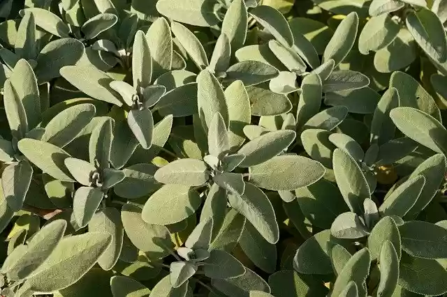 Free download Sage Plant Herb -  free photo or picture to be edited with GIMP online image editor