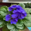 Saintpaulias flower wallpaper  screen for extension Chrome web store in OffiDocs Chromium
