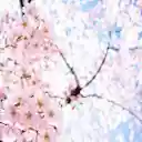 Sakura  screen for extension Chrome web store in OffiDocs Chromium