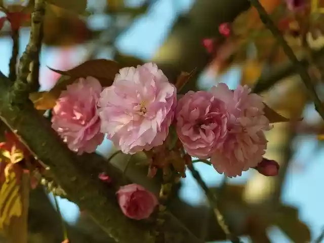 Free download Sakura Bloom Spring -  free photo or picture to be edited with GIMP online image editor