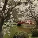 Sakura Blossoms  screen for extension Chrome web store in OffiDocs Chromium