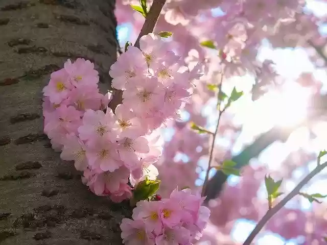 Free download Sakura Cherry Blossom -  free photo or picture to be edited with GIMP online image editor