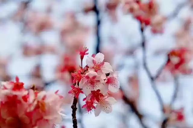Free download Sakura Pink Blooming -  free photo or picture to be edited with GIMP online image editor